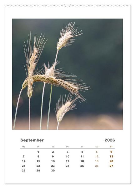 Produktbild: Minimalistisch, Gr&auml;ser, Bl&uuml;ten, Bl&auml;tter und Zweige im Fokus (hochwertiger Premium Wandkalender 2026 DIN A2 hoch), Kunstdruck in Hochglanz