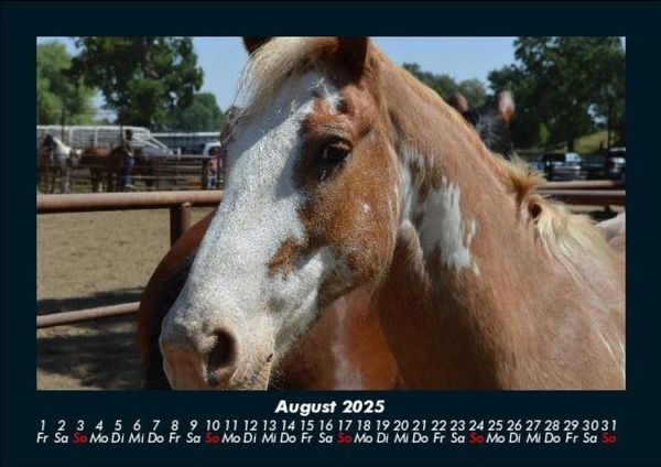 Produktbild: Pferde Kalender 2025 Fotokalender DIN A5