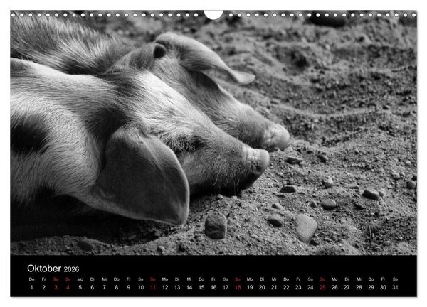 Produktbild: Das Leben der Schweine (Wandkalender 2026 DIN A3 quer), CALVENDO Monatskalender