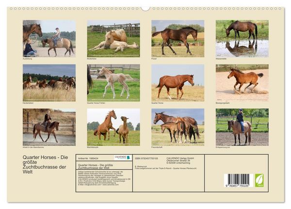 Produktbild: Quarter Horses - Die gr&ouml;&szlig;te Zuchtbuchrasse der Welt (hochwertiger Premium Wandkalender 2026 DIN A2 quer), Kunstdruck in Hochglanz