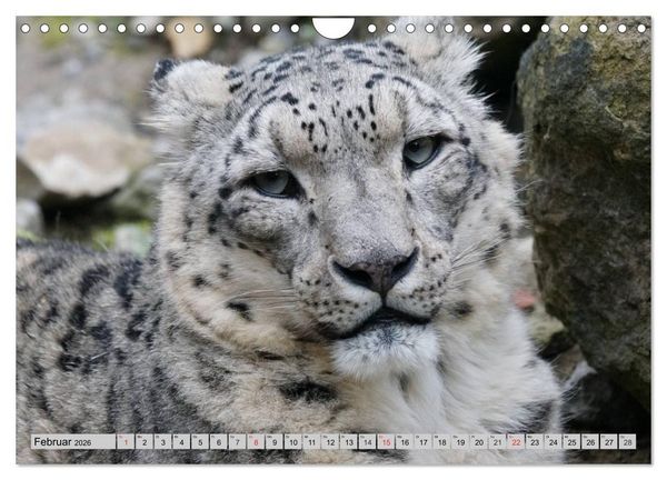 Produktbild: Schneeleoparden. Perfekte Raubkatzen-Sch&ouml;nheiten (Wandkalender 2026 DIN A4 quer), CALVENDO Monatskalender