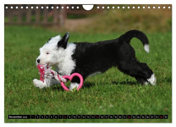 Produktbild: Traumhund Bobtail (Wandkalender 2026 DIN A4 quer), CALVENDO Monatskalender