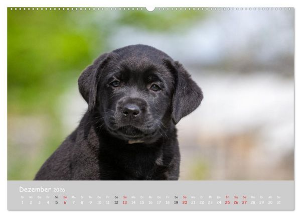 Produktbild: Liebenswerter Labrador 2026 (hochwertiger Premium Wandkalender 2026 DIN A2 quer), Kunstdruck in Hochglanz