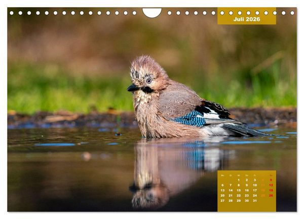 Produktbild: SINGV&Ouml;GEL - Die pr&auml;chtigen S&auml;nger in sch&ouml;nem Ambiente (Wandkalender 2026 DIN A4 quer), CALVENDO Monatskalender