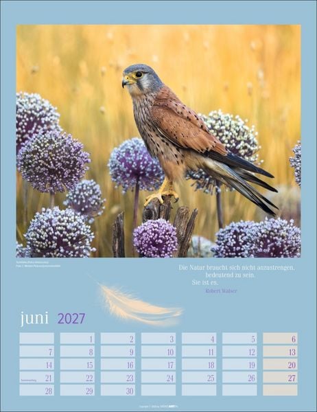 Produktbild: Heimische V&ouml;gel Kalender 2027