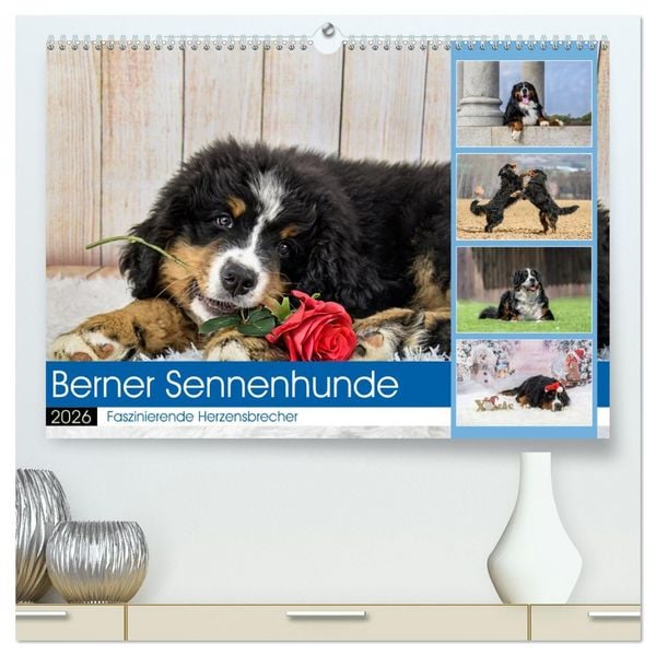 Produktbild: Berner Sennenhunde - Faszinierende Herzensbrecher (hochwertiger Premium Wandkalender 2026 DIN A2 quer), Kunstdruck in Hochglanz