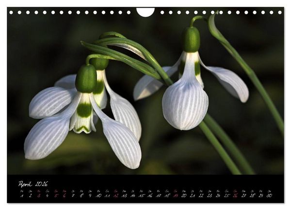 Produktbild: Soul-Jazz - Visuelle Musik der Blumen (Wandkalender 2026 DIN A4 quer), CALVENDO Monatskalender