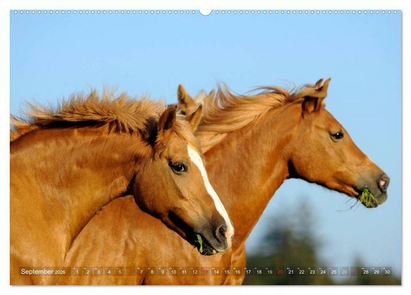 Produktbild: Haflinger Sch&ouml;nheiten (hochwertiger Premium Wandkalender 2026 DIN A2 quer), Kunstdruck in Hochglanz