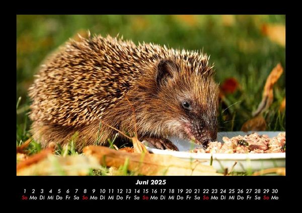 Produktbild: Tiere in der Wildnis 2025 Fotokalender DIN A3