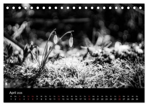 Produktbild: Monochrom 2026 (Tischkalender 2026 DIN A5 quer), CALVENDO Monatskalender