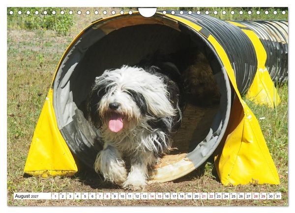 Produktbild: Tibet-Terrier - Eine Hunderasse mit Charakter (Wandkalender 2027 DIN A4 quer), CALVENDO Monatskalender
