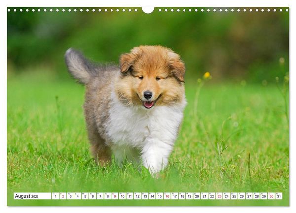 Produktbild: Colliewelpen - kleine Collies erobern die Welt (Wandkalender 2026 DIN A3 quer), CALVENDO Monatskalender