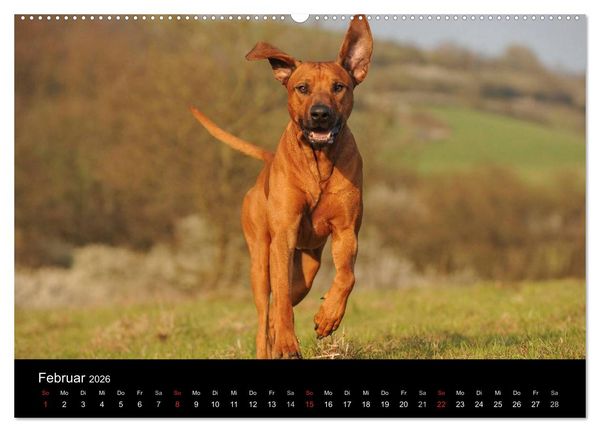 Produktbild: Rhodesian Ridgeback 2026 (hochwertiger Premium Wandkalender 2026 DIN A2 quer), Kunstdruck in Hochglanz