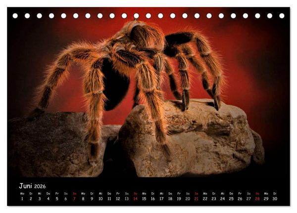 Produktbild: Mystische Vogelspinnen (Tischkalender 2026 DIN A5 quer), CALVENDO Monatskalender