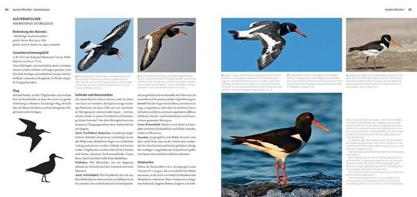 Produktbild: Die Watv&ouml;gel Europas