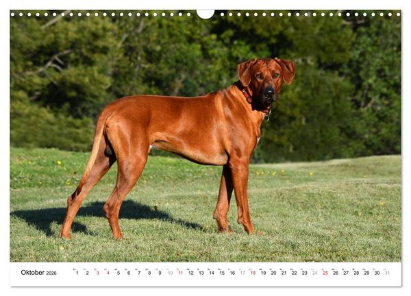 Produktbild: Rhodesian Ridgebacks (Wandkalender 2026 DIN A3 quer), CALVENDO Monatskalender
