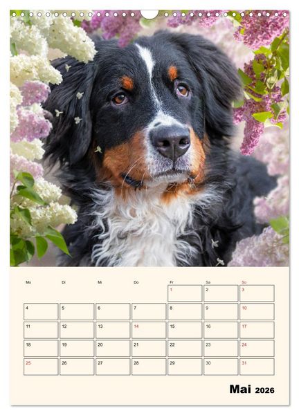 Produktbild: Traumhaft sch&ouml;n - Der Berner Sennenhund (Wandkalender 2026 DIN A3 hoch), CALVENDO Monatskalender