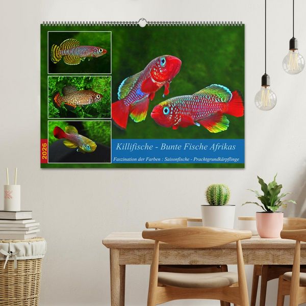 Produktbild: Killifische &ndash; Bunte Fische Afrikas (Wandkalender 2026 DIN A2 quer), CALVENDO Monatskalender