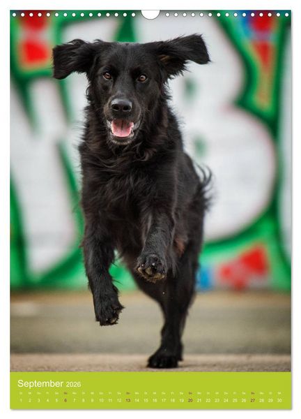 Produktbild: Graffiti Dogs Kunterbunt (Wandkalender 2026 DIN A3 hoch), CALVENDO Monatskalender