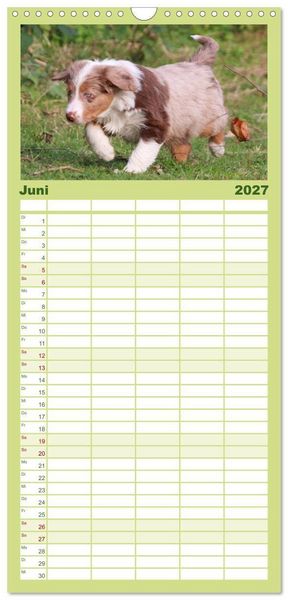 Produktbild: Familienplaner 2027 - Australian Shepherd - H&uuml;tehunde mit Familienanschluss mit 5 Spalten (Wandkalender, 21 x 45 cm) CALVENDO