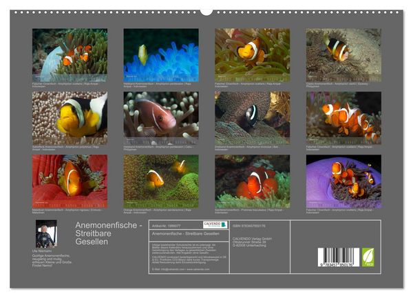 Produktbild: Anemonenfische - Streitbare Gesellen (hochwertiger Premium Wandkalender 2026 DIN A2 quer), Kunstdruck in Hochglanz