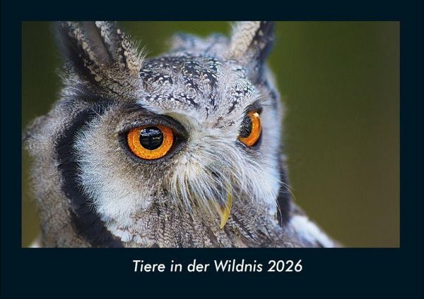 Produktbild: Tiere in der Wildnis 2026 Fotokalender DIN A4