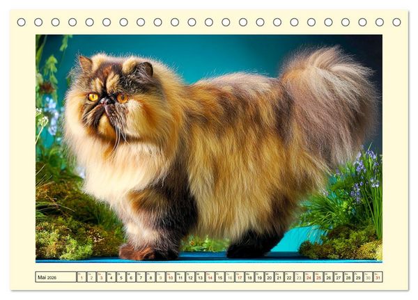 Produktbild: Perserkatzen. Zauberhaft, sanft, anh&auml;nglich und wundersch&ouml;n (Tischkalender 2026 DIN A5 quer), CALVENDO Monatskalender