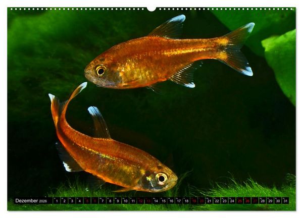 Produktbild: Beliebte Fische der Welt (Wandkalender 2026 DIN A2 quer), CALVENDO Monatskalender