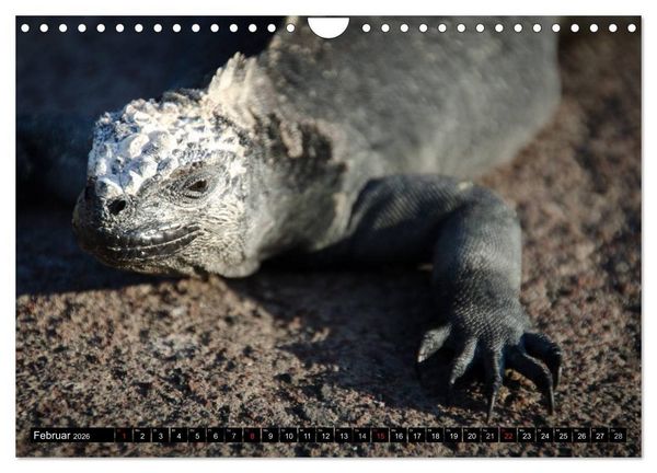 Produktbild: Leguane auf Galapagos (Wandkalender 2026 DIN A4 quer), CALVENDO Monatskalender