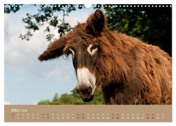 Produktbild: Baudet de Poitou - Seltene franz&ouml;sische Langohren (Wandkalender 2026 DIN A3 quer), CALVENDO Monatskalender
