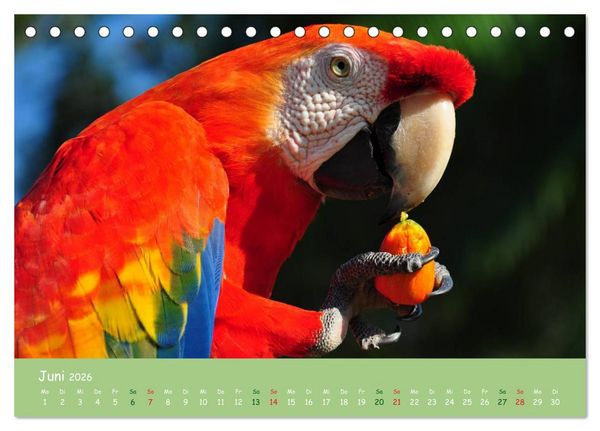 Produktbild: Am Amazonas (Tischkalender 2026 DIN A5 quer), CALVENDO Monatskalender