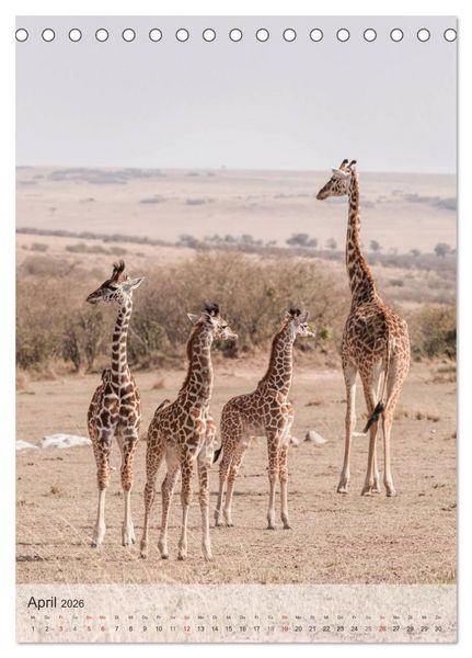 Produktbild: Emotionale Momente: Giraffen, die h&ouml;chsten Tiere der Welt. (Tischkalender 2026 DIN A5 hoch), CALVENDO Monatskalender