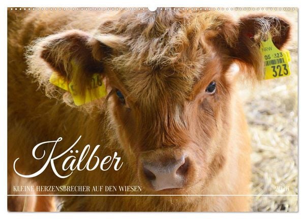 Produktbild: K&auml;lber - Kleine Herzensbrecher auf den Wiesen (Wandkalender 2026 DIN A2 quer), CALVENDO Monatskalender