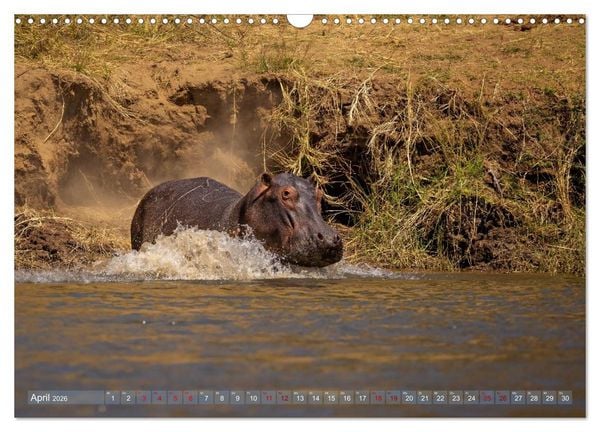 Produktbild: Hippos - Gef&auml;hrliche Giganten (Wandkalender 2026 DIN A3 quer), CALVENDO Monatskalender