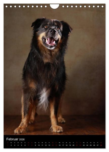 Produktbild: Geliebte Aussies - Australian Shepherds im Portrait (Wandkalender 2026 DIN A4 hoch), CALVENDO Monatskalender