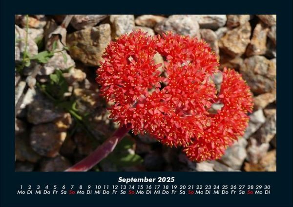 Produktbild: Blumenkalender 2025 Fotokalender DIN A4