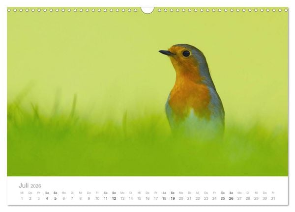 Produktbild: V&ouml;gel in unseren G&auml;rten 2026 (Wandkalender 2026 DIN A3 quer), CALVENDO Monatskalender