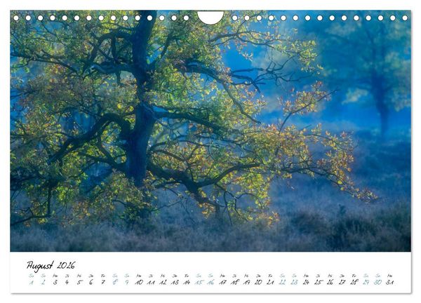 Produktbild: In der Welt der B&auml;ume (Wandkalender 2026 DIN A4 quer), CALVENDO Monatskalender
