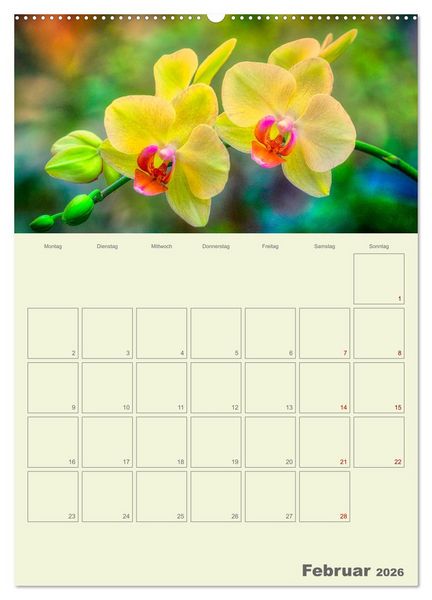 Produktbild: Nachtfalterorchideen in High Dynamic (hochwertiger Premium Wandkalender 2026 DIN A2 hoch), Kunstdruck in Hochglanz