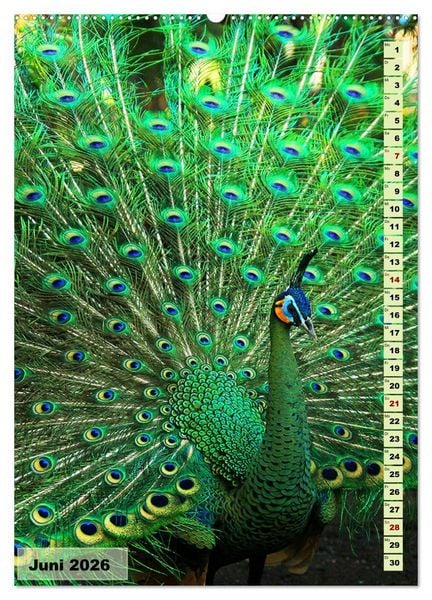 Produktbild: Die buntesten V&ouml;gel der Welt (hochwertiger Premium Wandkalender 2026 DIN A2 hoch), Kunstdruck in Hochglanz