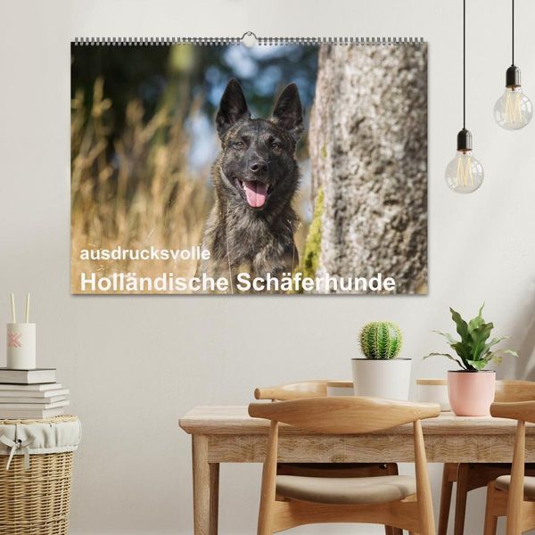 Produktbild: ausdrucksvolle Holl&auml;ndische Sch&auml;ferhunde (Wandkalender 2027 DIN A2 quer), CALVENDO Monatskalender