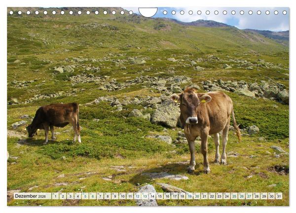 Produktbild: K&uuml;he im Einklang mit der Natur (Wandkalender 2026 DIN A4 quer), CALVENDO Monatskalender