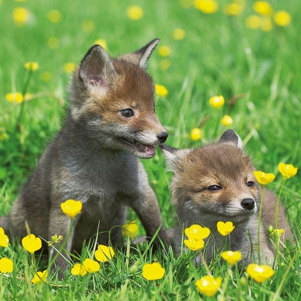 Produktbild: Tierbabys / Baby Animals 2027