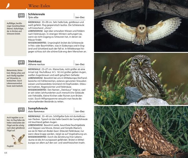 Produktbild: Kosmos Vogelf&uuml;hrer f&uuml;r unterwegs