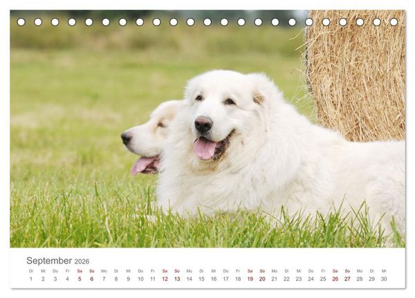 Produktbild: Pyren&auml;enberghunde (Tischkalender 2026 DIN A5 quer), CALVENDO Monatskalender