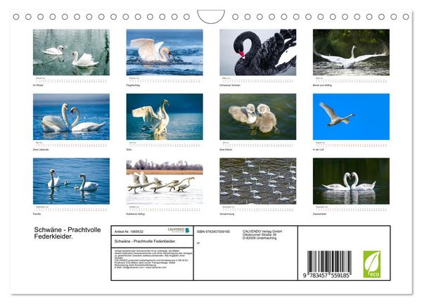 Produktbild: Schw&auml;ne - Prachtvolle Federkleider. (Wandkalender 2026 DIN A4 quer), CALVENDO Monatskalender