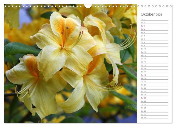 Produktbild: Rhododendron Sch&ouml;nheiten im Garten (Wandkalender 2026 DIN A3 quer), CALVENDO Monatskalender