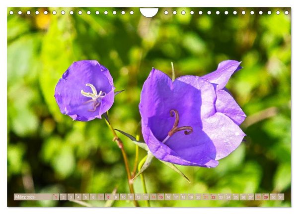 Produktbild: Schweden im Sommer (Wandkalender 2026 DIN A4 quer), CALVENDO Monatskalender