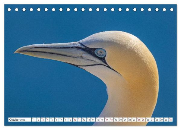 Produktbild: Basst&ouml;lpel - Helgolands faszinierende V&ouml;gel (Tischkalender 2026 DIN A5 quer), CALVENDO Monatskalender