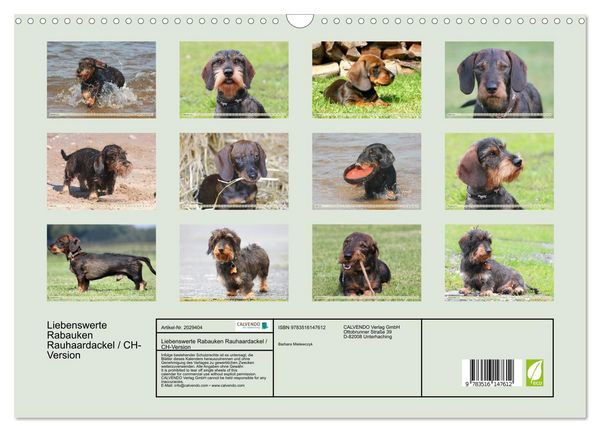 Produktbild: Liebenswerte Rabauken Rauhaardackel / CH-Version (Wandkalender 2026 DIN A3 quer), CALVENDO Monatskalender